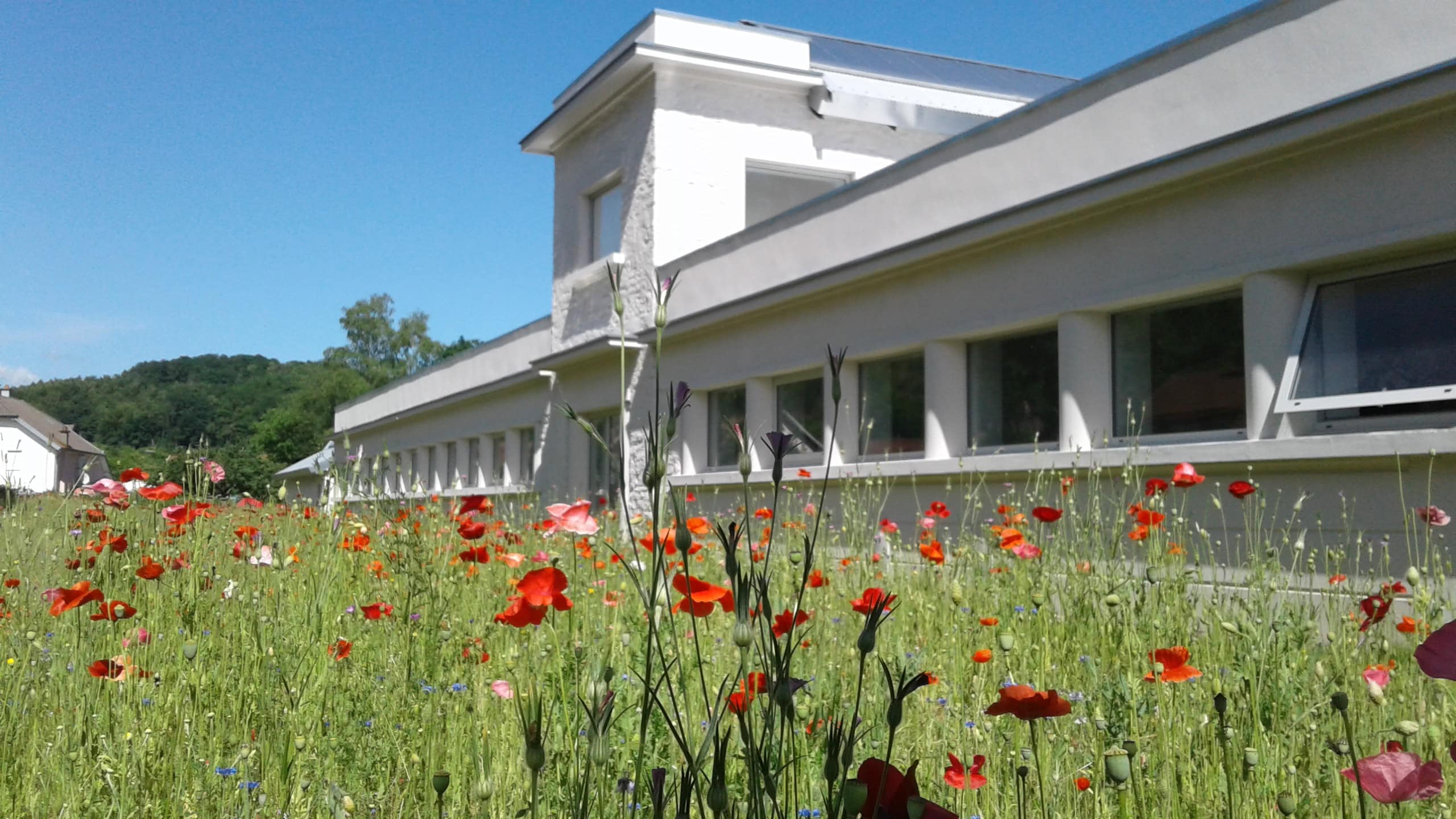 filature coquelicot E Thevenin (2)